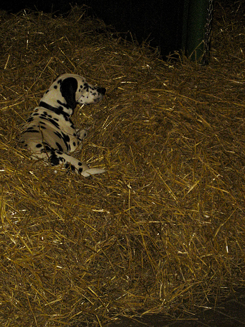 07_Dalmation