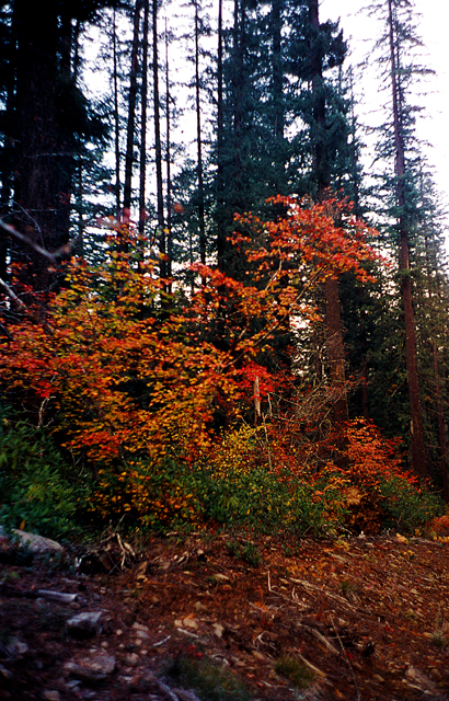 19-Vine-Maple