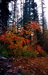 19-Vine-Maple