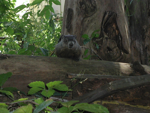 Groundhog