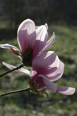 Magnolia