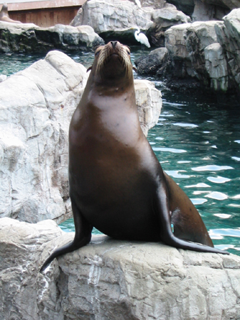 Seal