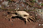 Crab