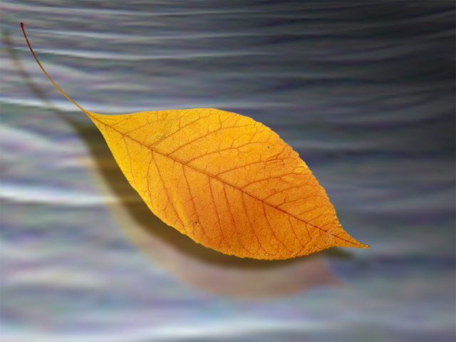 Chrome Leaf