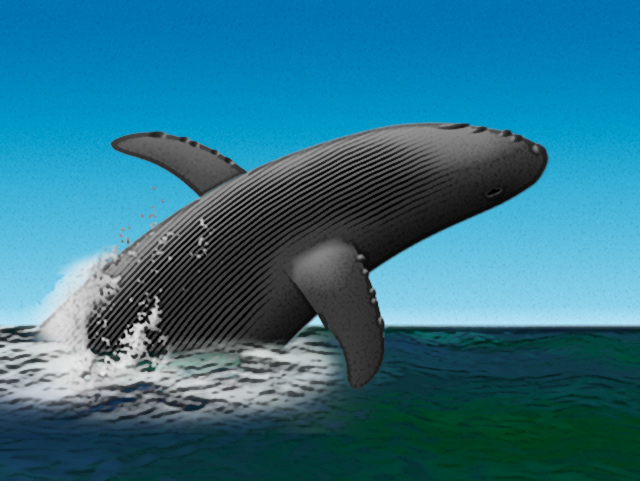 Whale