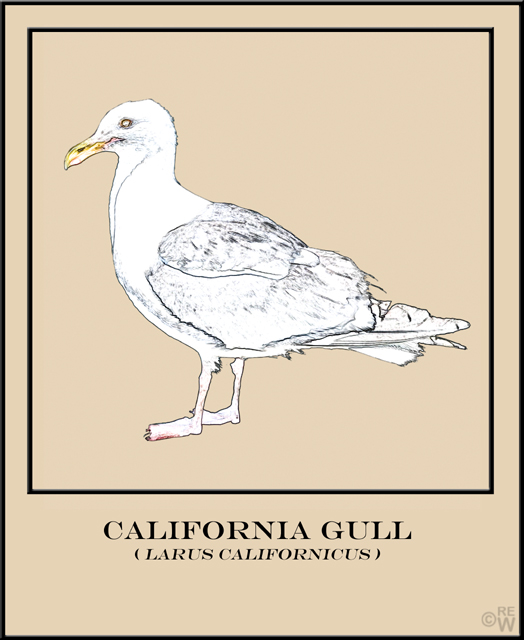 California gull poster