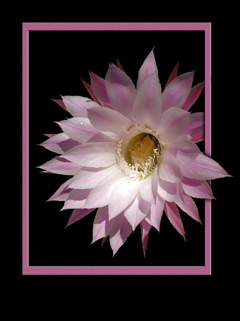 Flower Frame