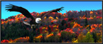 Eagle