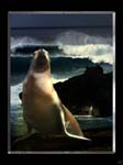 Seal at the coast