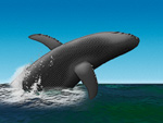 Whale