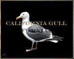 Gull and drop shadow lettering