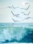 Book gulls