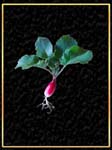 Radish Black Velvet